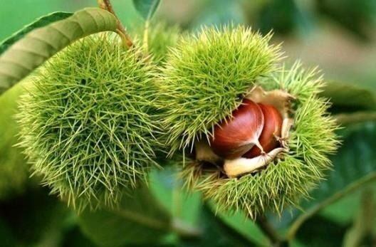 Düzce İl Tarım Müdürlüğü, 2025 TAKE projeleri kapsamında kapama kestane