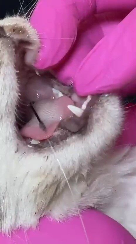 Çanakkale'nin Biga ilçesinde, olta kancası ağzına takılan bir kedi, yardım