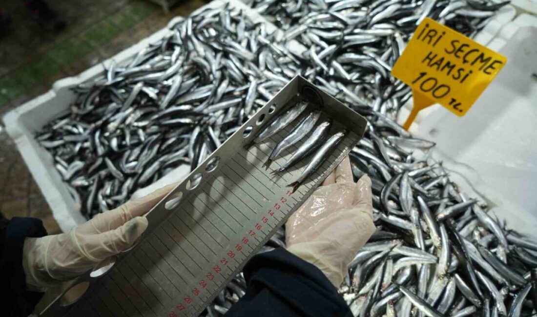 Samsun’da Balık Denetimleri Sıkı Bir Şekilde Devam Ediyor: 109 İşletmeye 2,5 Milyon TL Ceza Uygulandı Samsun'da İl Tarım ve Orman Müdürlüğü, balık kaynaklarını korumak için