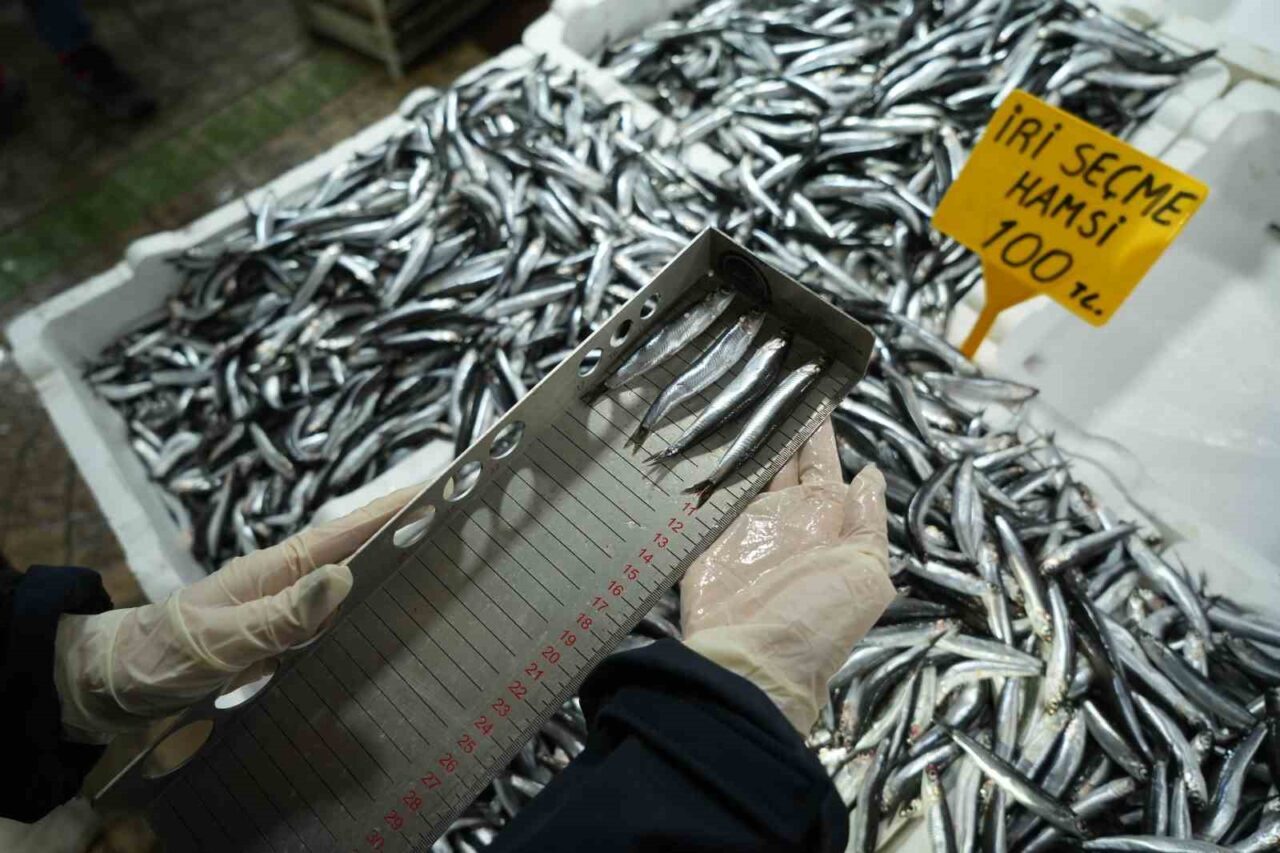 Samsun'da İl Tarım ve Orman Müdürlüğü, balık kaynaklarını korumak için