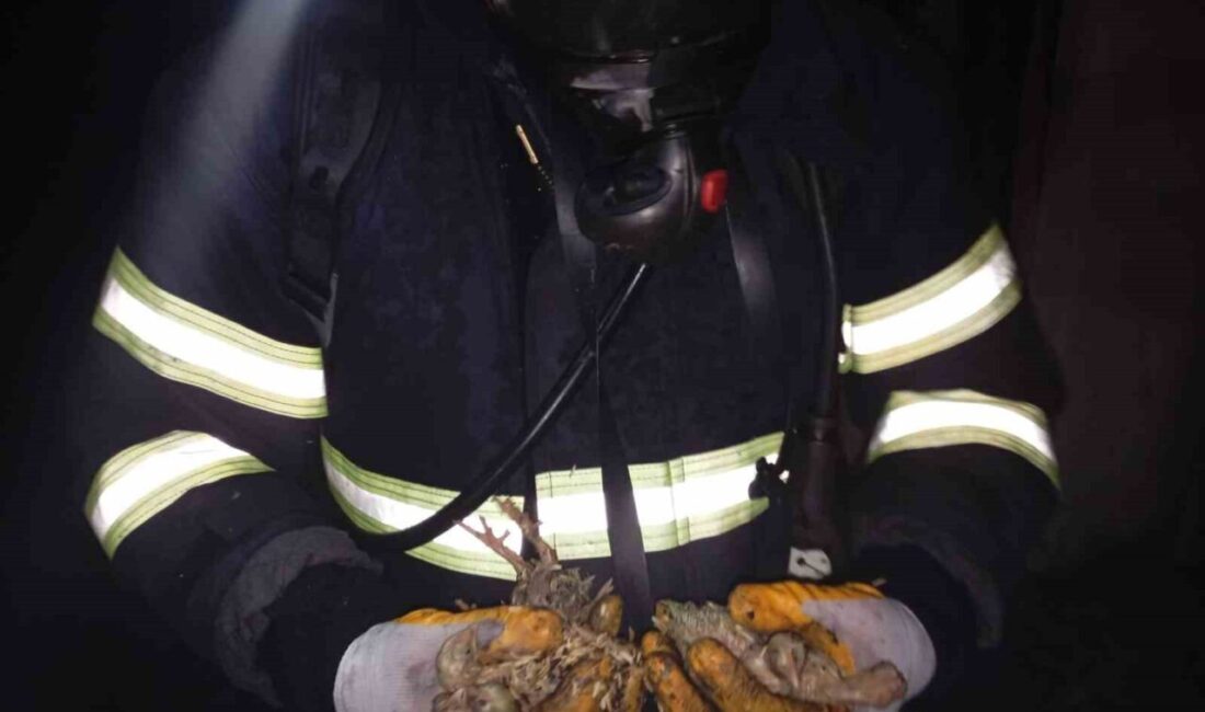 Balıkesir’in Savaştepe ilçesindeki Uğur Soylu’ya ait tavuk çiftliğinde çıkan yangında