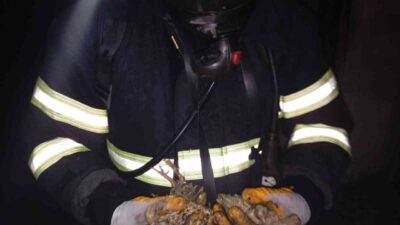 Balıkesir Savaştepe'deki Uğur Soylu'ya ait tavuk çiftliğinde çıkan yangında 5