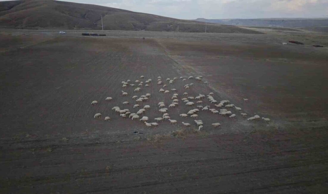 Kayseri’de ‘Koyunlar Artıyor, Meralar Şenleniyor’ Projesi ile Kırsal Ekonomi Canlanıyor Kayseri Büyükşehir Belediyesi, “Koyunlar Artıyor, Meralar Şenleniyor” projesi ile Tomarza’daki