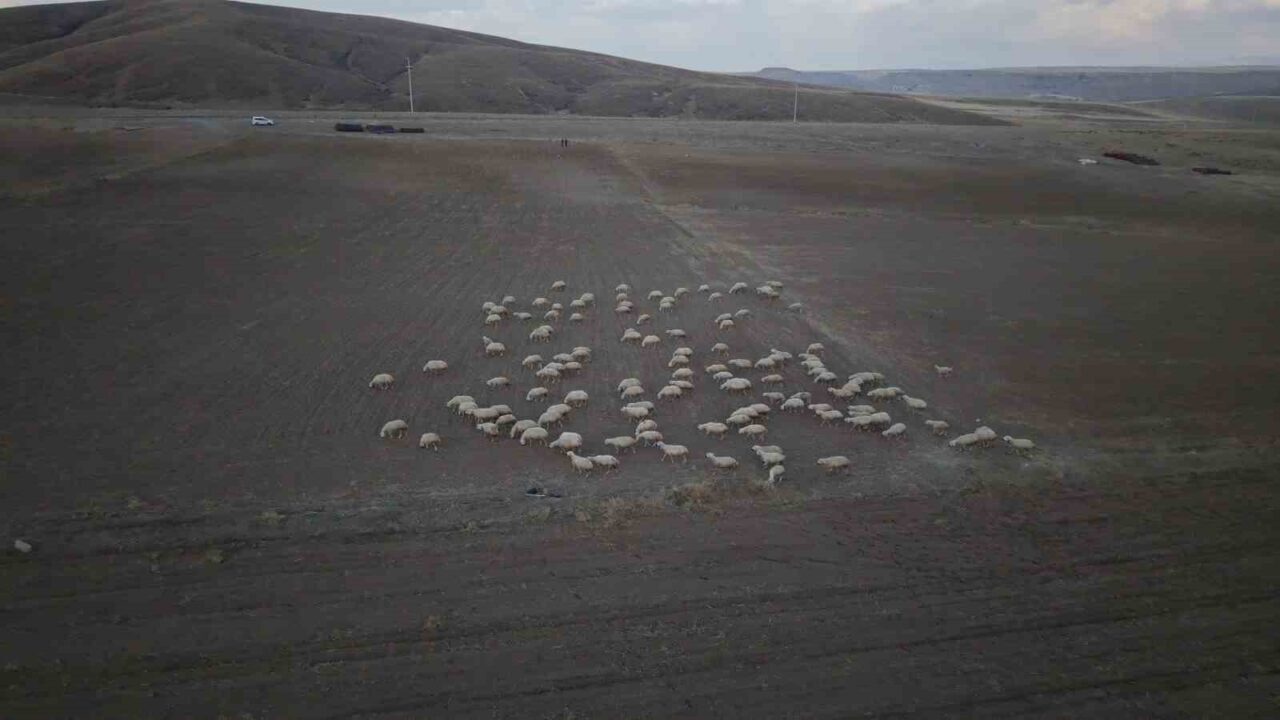 Kayseri Büyükşehir Belediyesi, “Koyunlar Artıyor, Meralar Şenleniyor” projesi ile Tomarza’daki