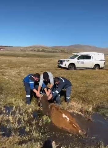 Ardahan’da Bataklığa Saplanan İnek, Aras Edaş Ekipleri Tarafından Kurtarıldı