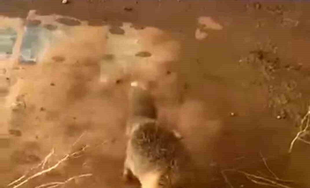 Batman Beşiri'de bir vatandaş, kumçay köyünde kafasına plastik bidon takılan