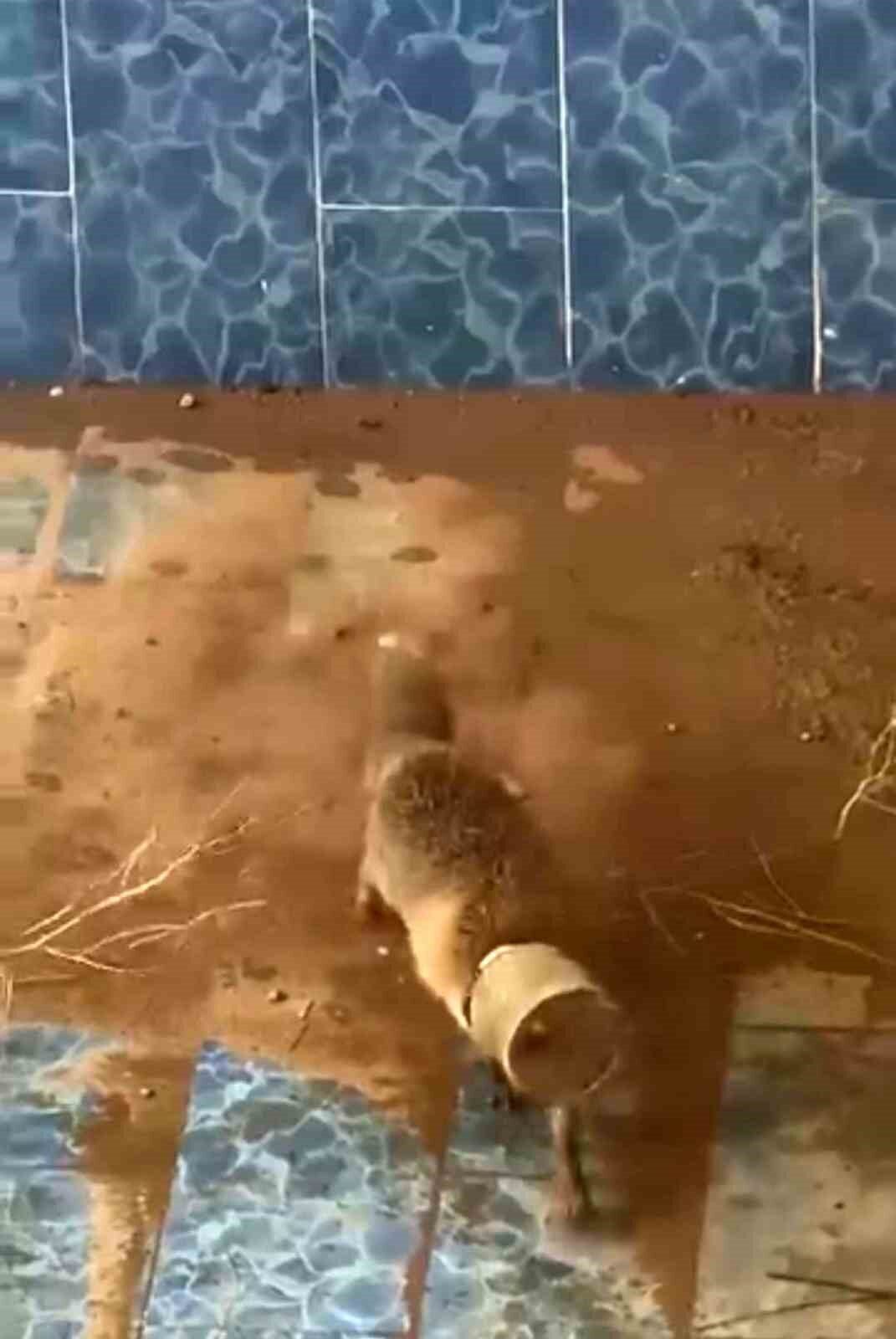 Batman Beşiri'de bir vatandaş, kumçay köyünde kafasına plastik bidon takılan