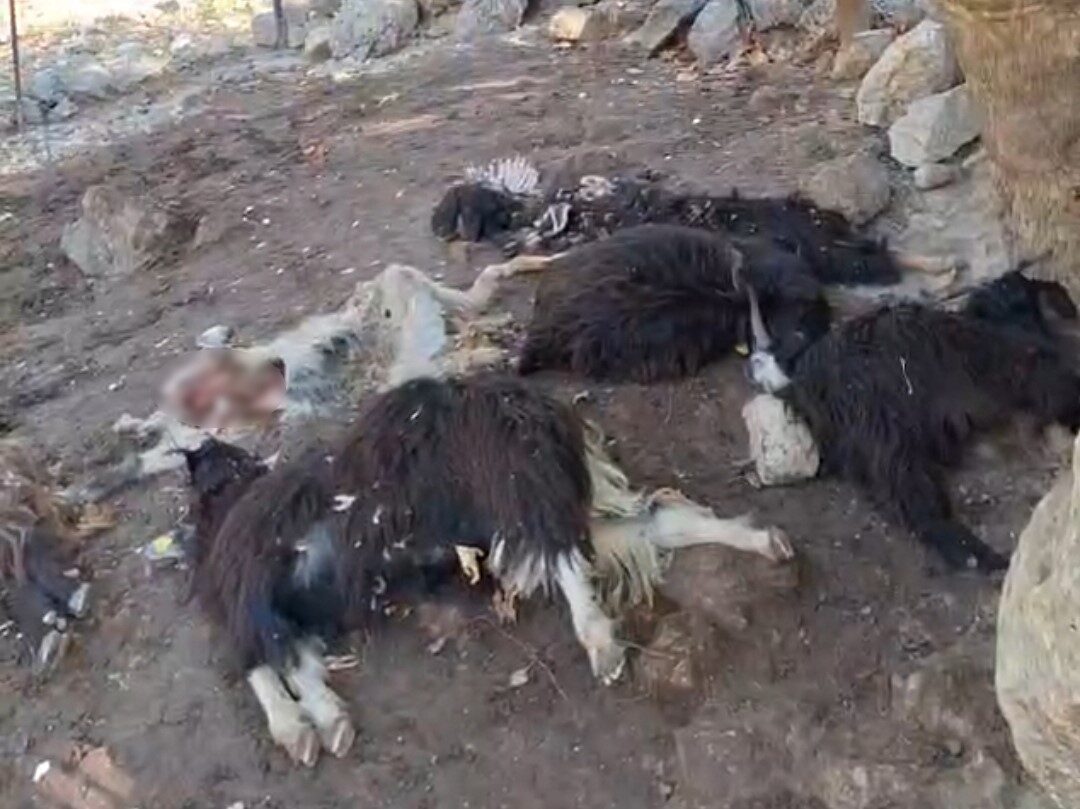 Batman'ın Sason ilçesindeki Kınalı köyünde, Hayriye Can’a ait ağıla giren