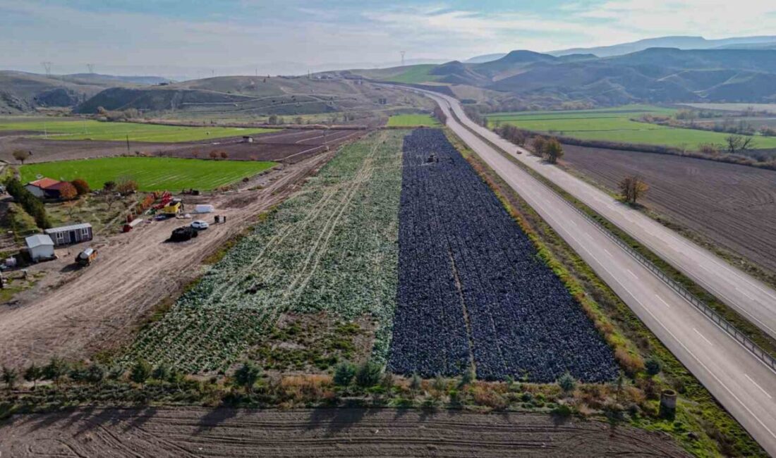 Beypazarı’nda mor lahana hasadı devam ediyor. Çiftçiler, 25 dönümlük arazilerde