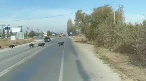 Beyşehir’de Yaban Domuzu Sürüsü Kara Yoluna Çıktı, Anlar Cep Telefonuyla Kaydedildi