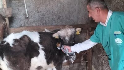 Beyşehir'de büyükbaş hayvanlar için şap (sat 1) rapel aşılama çalışmaları