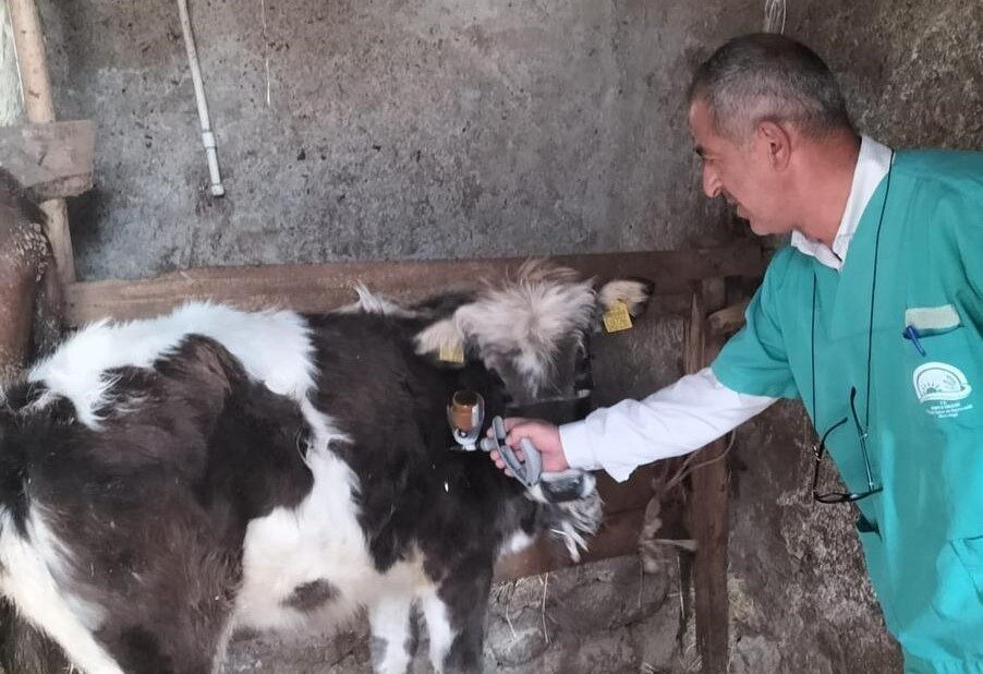 Beyşehir’de Büyükbaş Hayvanlar İçin Şap Aşısı Uygulamalarına Başlandı Beyşehir'de büyükbaş hayvanlar için şap (sat 1) rapel aşılama çalışmaları