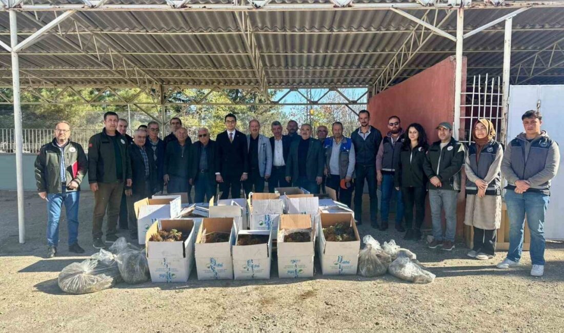 Bilecik’te Çilek Üretimini Artırmak İçin 42 Bin 235 Adet ‘Albion’ Fideleri Dağıtıldı Bilecik'in Pazaryeri ilçesinde, 2025 Yılı Çilek Üretimini Geliştirme Projesi kapsamında