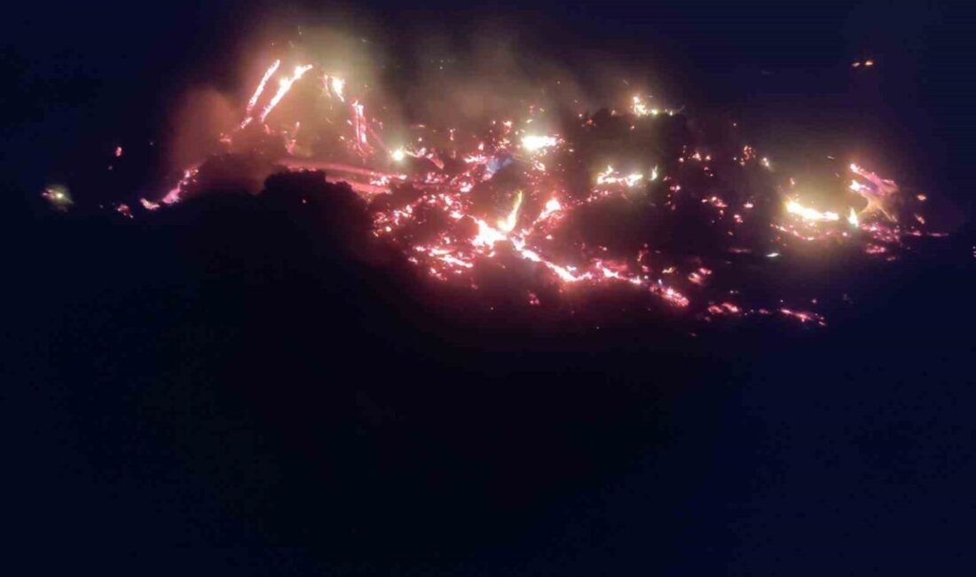 Bilecik'in Pazaryeri ilçesinde O.D.'ye ait bir çiftlikte çürümüş ağaç ve