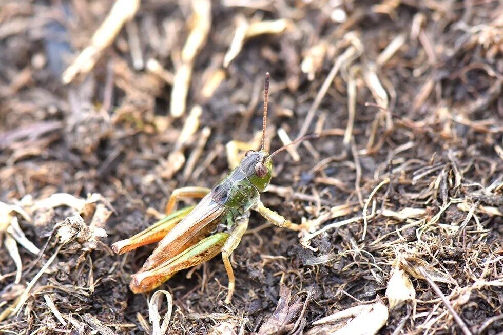 Hakkari Üniversitesi'nden Prof. Dr. Mehmet Sait Taylan liderliğindeki ekip, Karadeniz