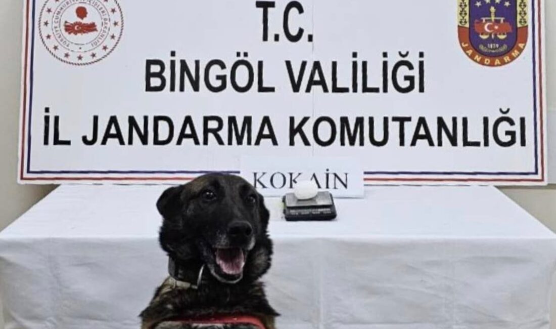 Bingöl’de jandarma, 14-21 Kasım 2025 tarihleri arasında yaptığı operasyonda çeşitli