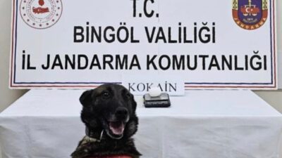 Bingöl’de jandarma, 14-21 Kasım 2025 tarihleri arasında yaptığı operasyonda çeşitli