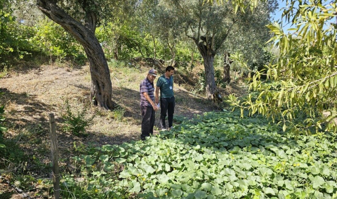 Bodrum Belediyesi, zeytin hasadı döneminde üreticilere destek sunarak süreci yerinde