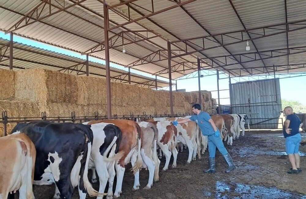 Bozdoğan’da Şap Hastalığı Nedeniyle Hayvanların Dışarı Çıkarılması ve Otlatılması Yasaklandı Aydın'da yayılan şap hastalığı nedeniyle Bozdoğan'da tüm büyükbaş ve küçükbaş