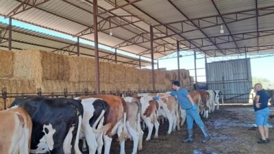 Aydın'da yayılan şap hastalığı nedeniyle Bozdoğan'da tüm büyükbaş ve küçükbaş