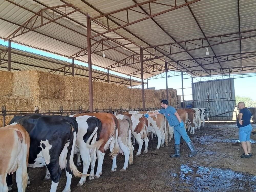 Aydın'da yayılan şap hastalığı nedeniyle Bozdoğan'da tüm büyükbaş ve küçükbaş