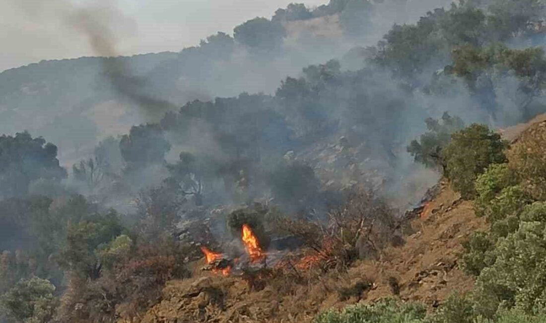 Aydın’ın Bozdoğan İlçesindeki Orman Yangınına Müdahale Devam Ediyor Aydın'ın Bozdoğan ilçesinde Kavaklı Mahallesi'nde çıkan orman yangını, rüzgarın etkisiyle
