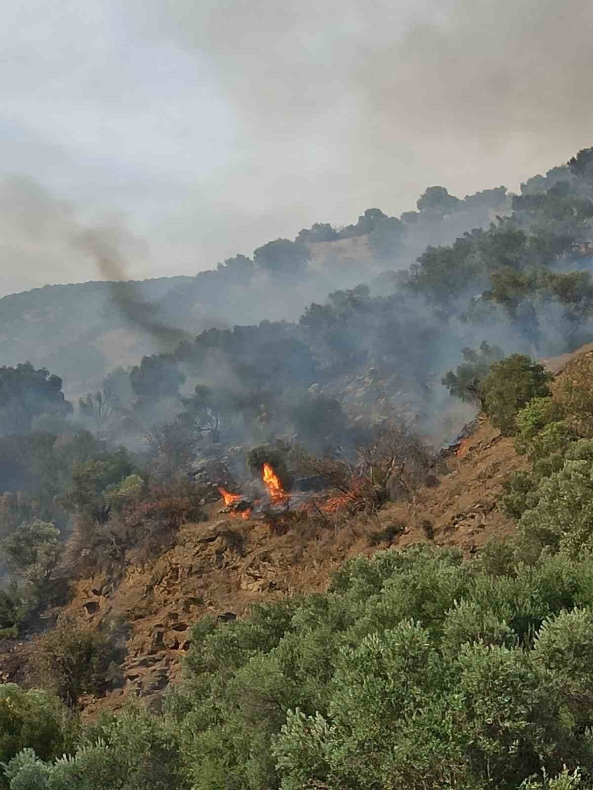 Aydın'ın Bozdoğan ilçesinde Kavaklı Mahallesi'nde çıkan orman yangını, rüzgarın etkisiyle