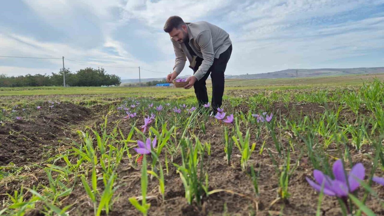 Tekirdağ’ın Gazioğlu Mahallesi'nde yetiştirilen safranın kilogram fiyatı 600 bin liraya