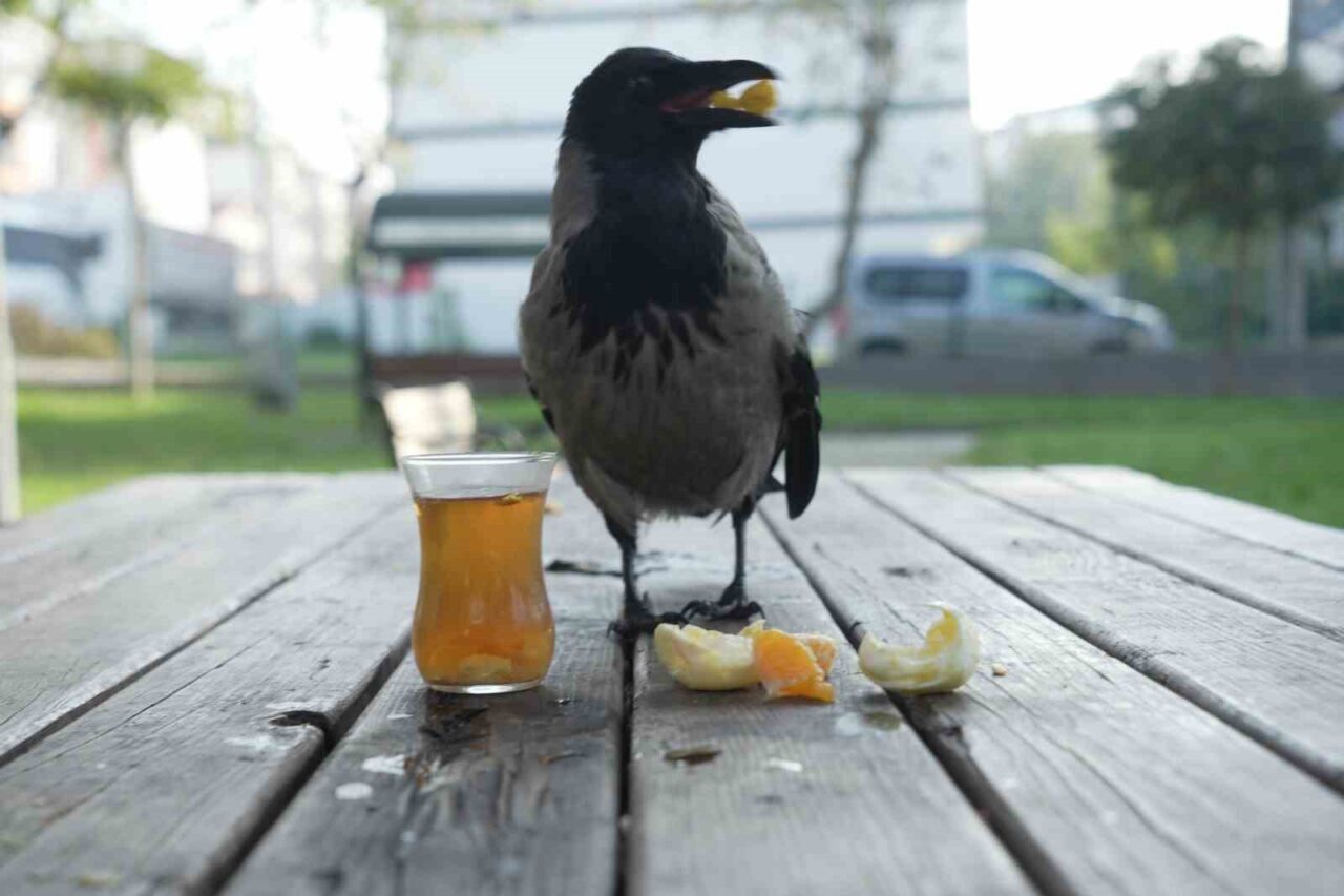 Kocaeli'de otobüs kaptanı Ömer Tek, yaralı bulduğu karga Şakir’i 2,5