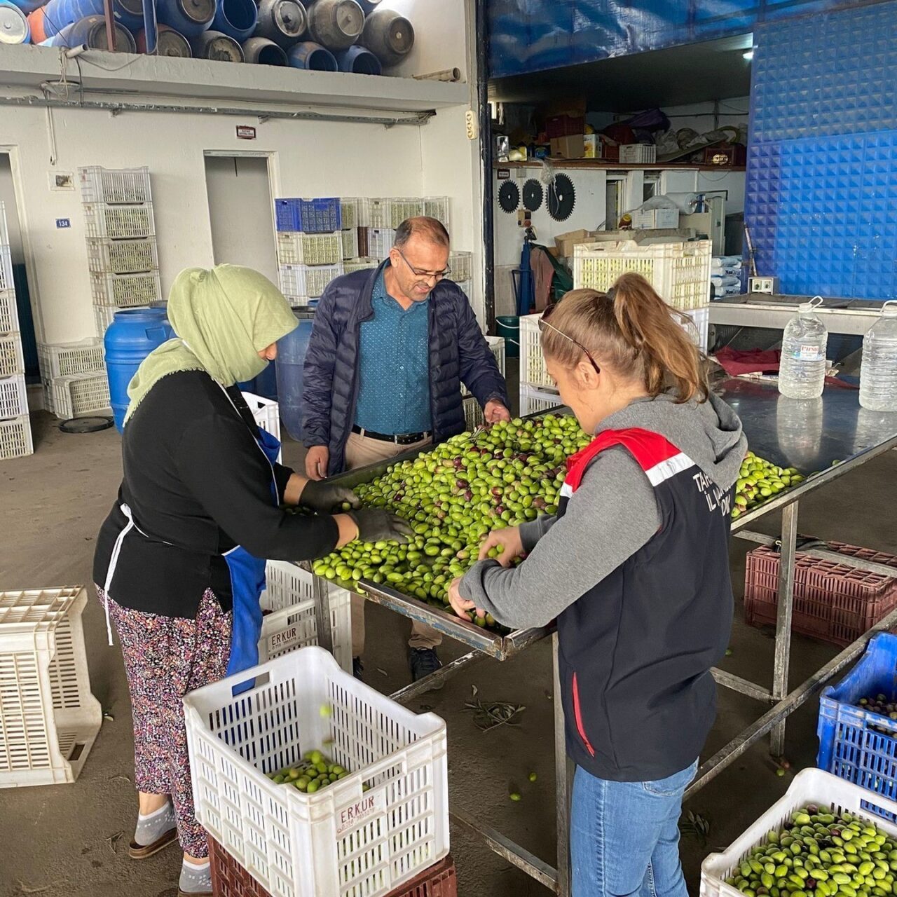 Buharkent İlçe Tarım ve Orman Müdürlüğü, zeytin rekoltesindeki kayıplara karşı