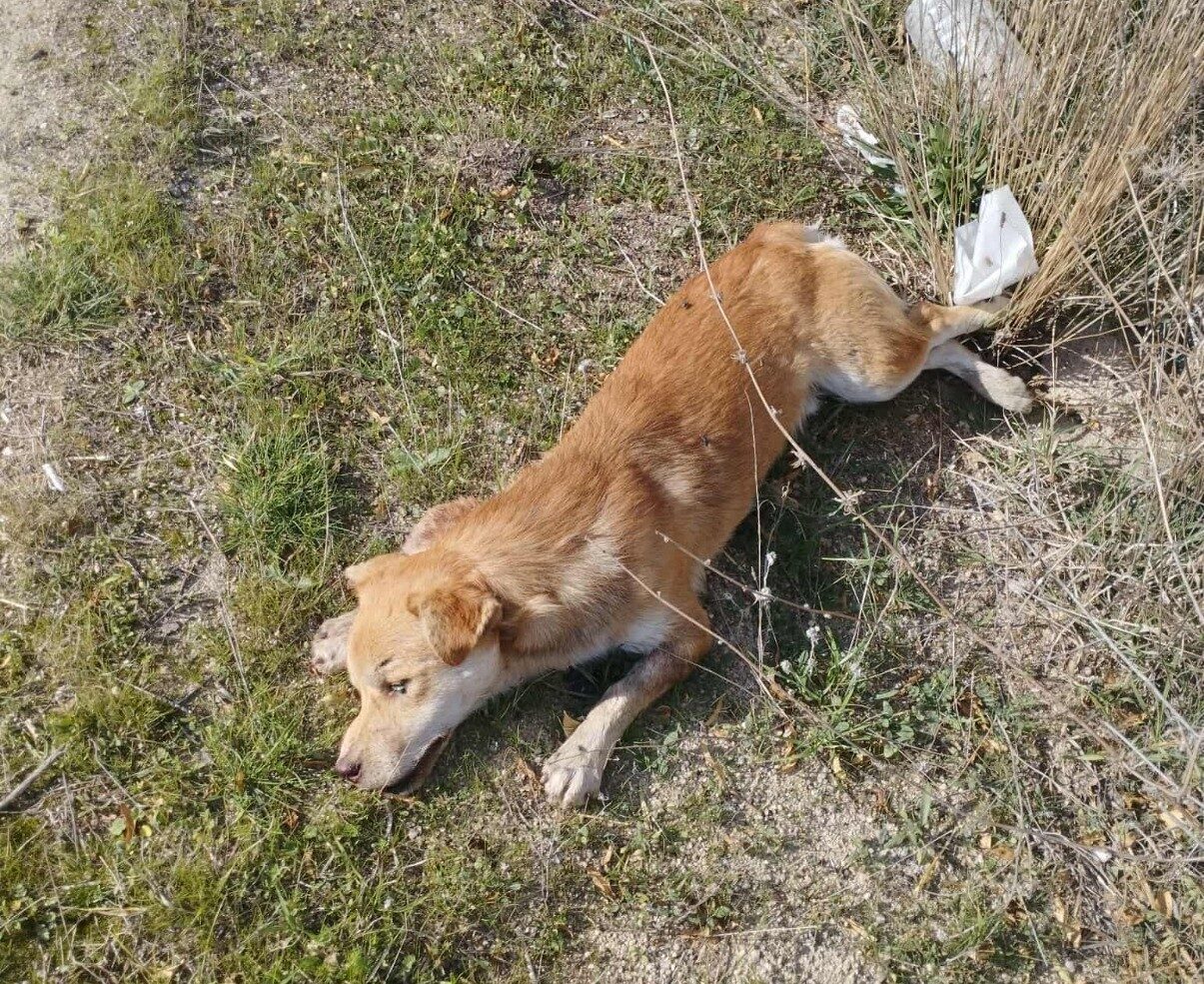 Denizli'nin Buldan ilçesinde avcılar, Buldan-Güney Karayolu'nda yol kenarında ölü köpekler