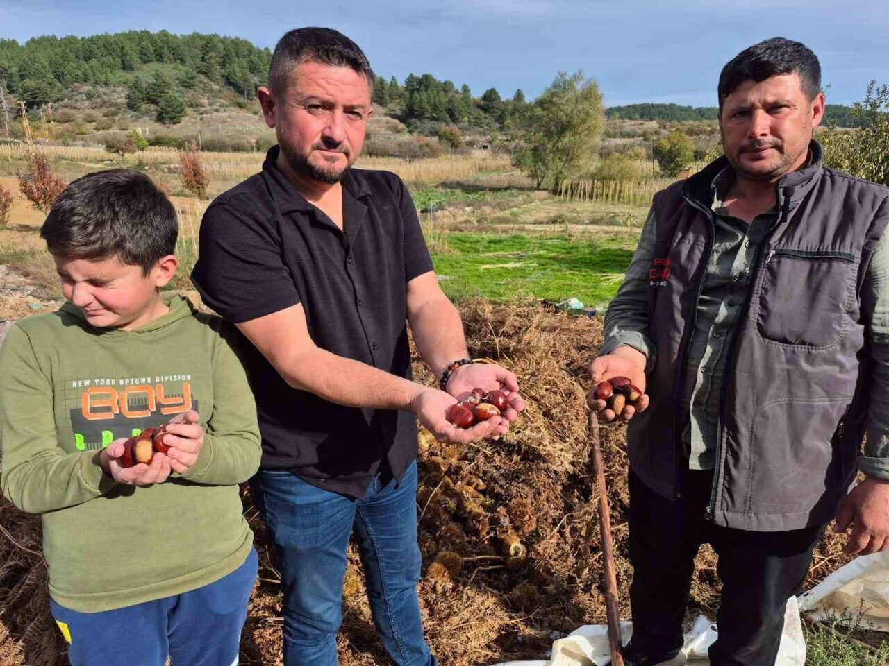 Denizli'nin Buldan ilçesinde coğrafi işaretli Şekerci cinsi Alandız kestanesinin hasadına