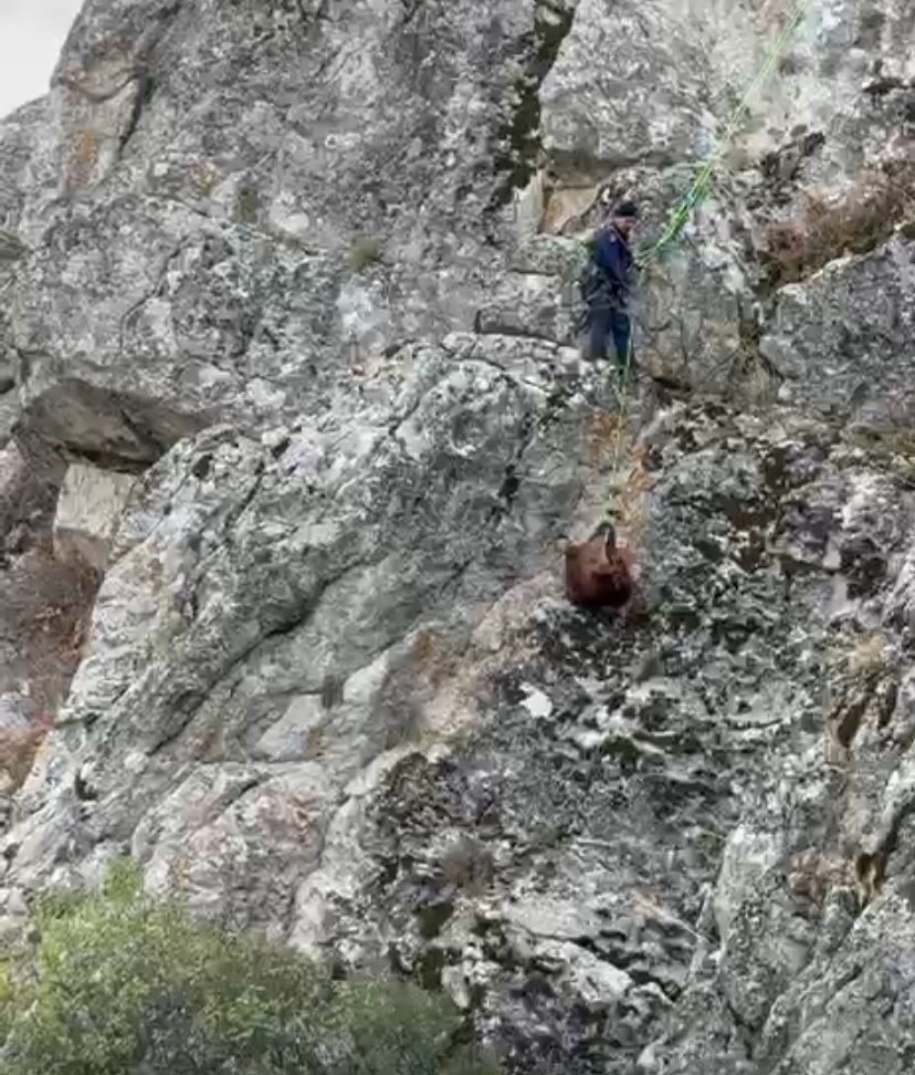 Burdur'un Bucak ilçesinde, A.K.'ye ait üç keçi Kartallı Dağı'nda kayalıklarda