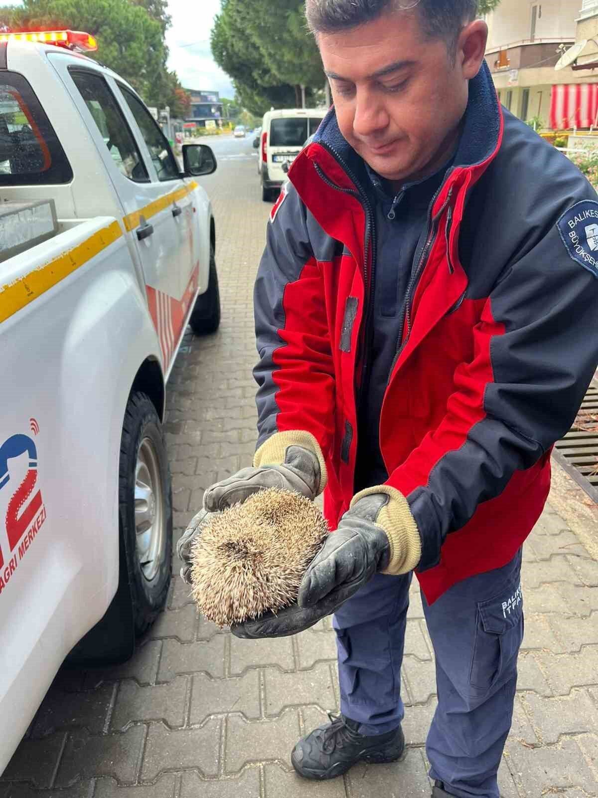 Burhaniye'de bir kirpi, yağmur gideri mazgalına sıkıştı. Vatandaşların ihbarıyla olay
