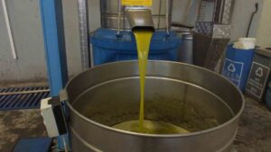 Balıkesir'in Burhaniye ilçesinde zeytin rekoltesi, yok yılı nedeniyle düşük kalırken,