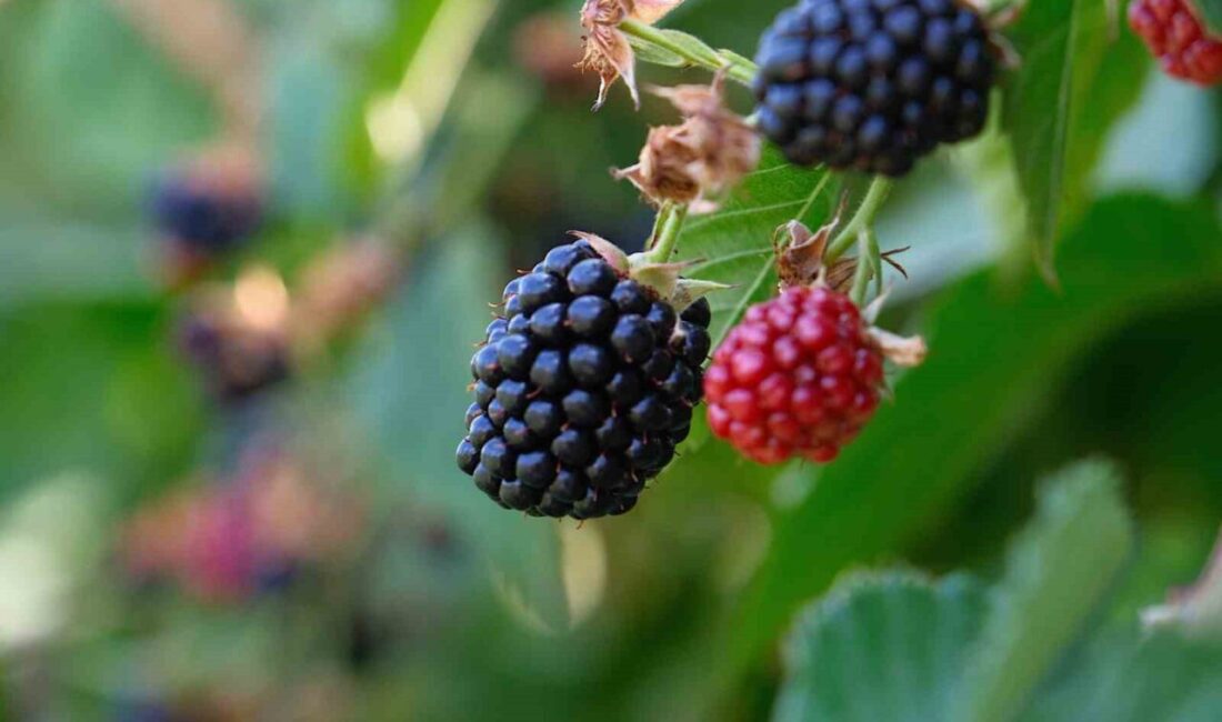 Bursa Büyükşehir Belediyesi, kırsal kalkınmayı teşvik amacıyla başlattığı fide ve