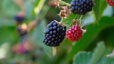Bursa Büyükşehir Belediyesi, kırsal kalkınmayı teşvik amacıyla başlattığı fide ve