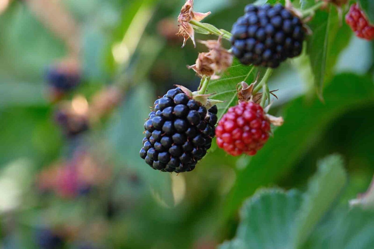 Bursa Büyükşehir Belediyesi, kırsal kalkınmayı teşvik amacıyla başlattığı fide ve