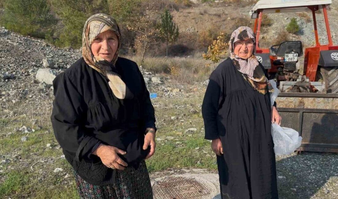 Bursa’da İki Yaşlı Kadın, Ormanda Topladıkları Mantarları Satarak Ek Gelir Elde Ediyor Bursa'da iki 70 yaşındaki kadın, sabah erken saatlerde ormanda mantar