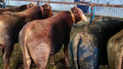 Tekirdağ Tarım ve Orman İl Müdürlüğü, Marmaraereğlisi'nde büyükbaş hayvanlara rapel