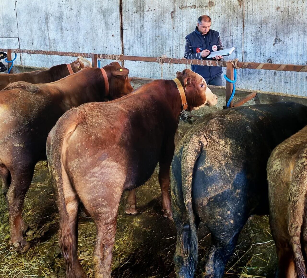 Tekirdağ Tarım ve Orman İl Müdürlüğü, Marmaraereğlisi'nde büyükbaş hayvanlara rapel