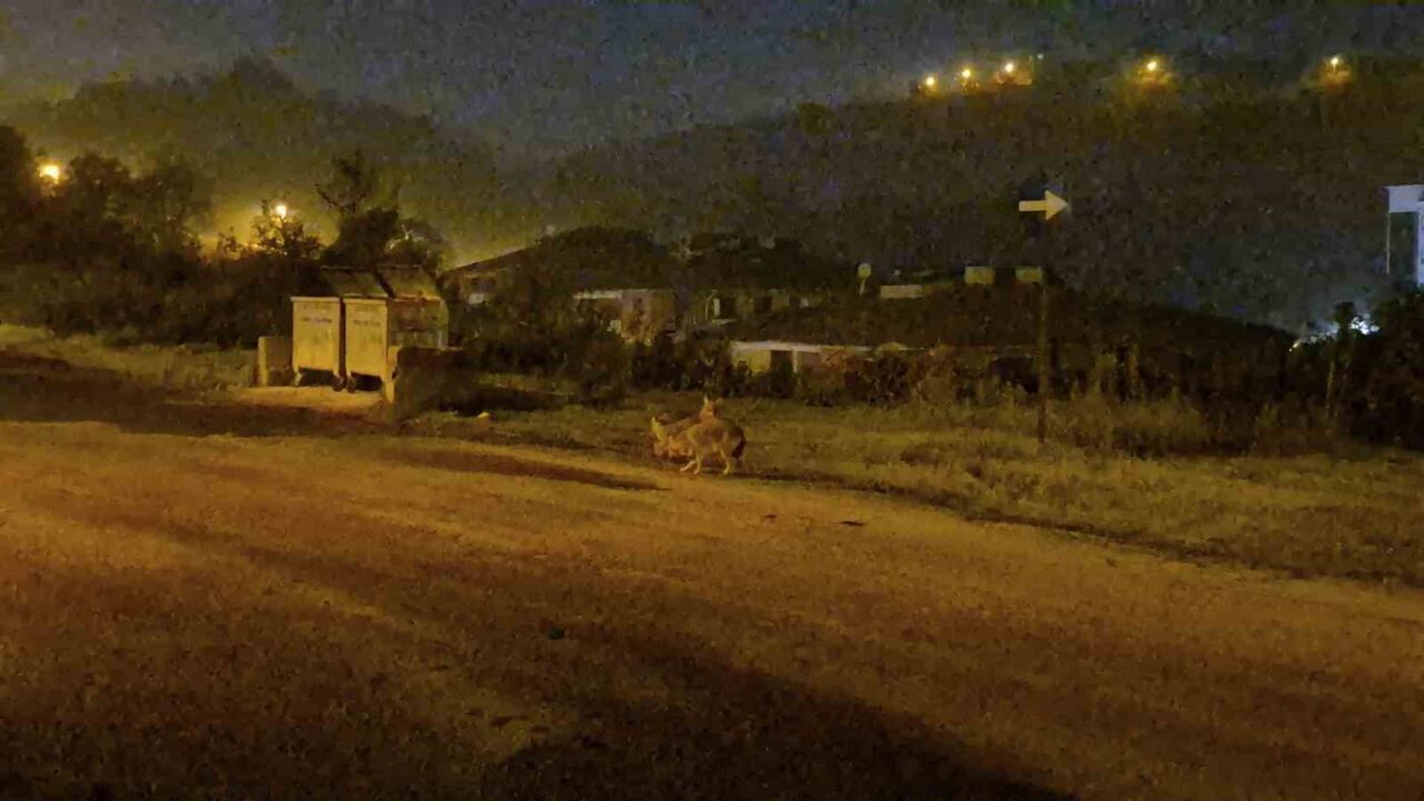 Bartın'ın Aladağ Mahallesi'nde çakallar sürü halinde görüntülendi. Yıldızkent Sitesi'nde çöp