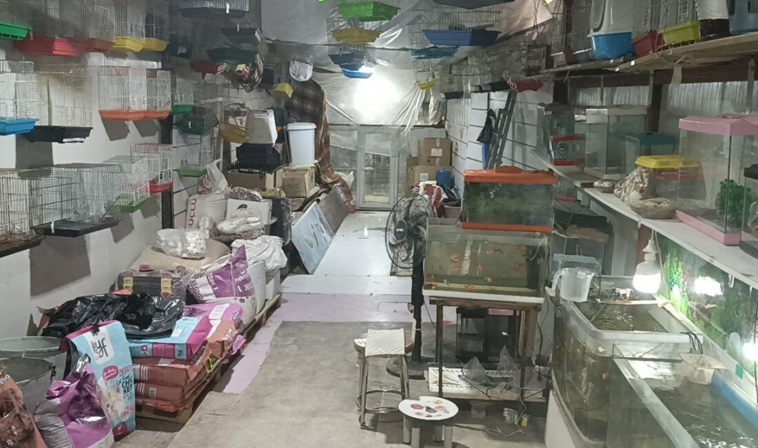Adıyaman’da Petshop’tan Papağan ve Para Çalan İki Şahıs Kaçtı Adıyaman'da sabah saatlerinde iki hırsız, camını kırdıkları petshoptan 9 papağan