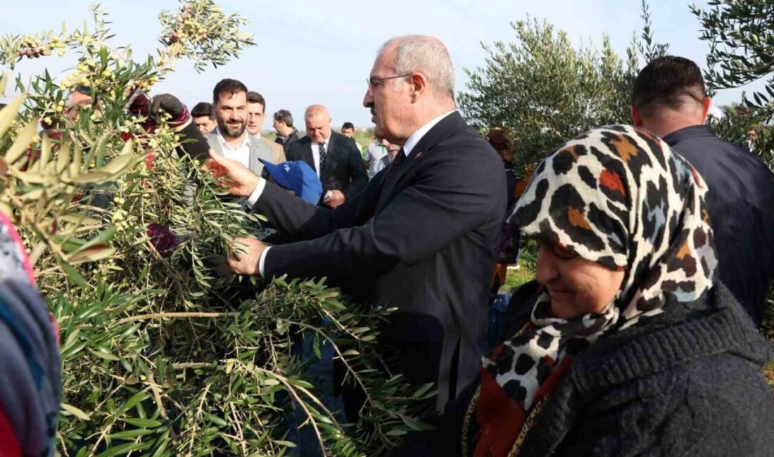 Çanakkale'nin Ezine ilçesinde zeytin hasadı, il protokolünün katılımıyla gerçekleşti. Vali