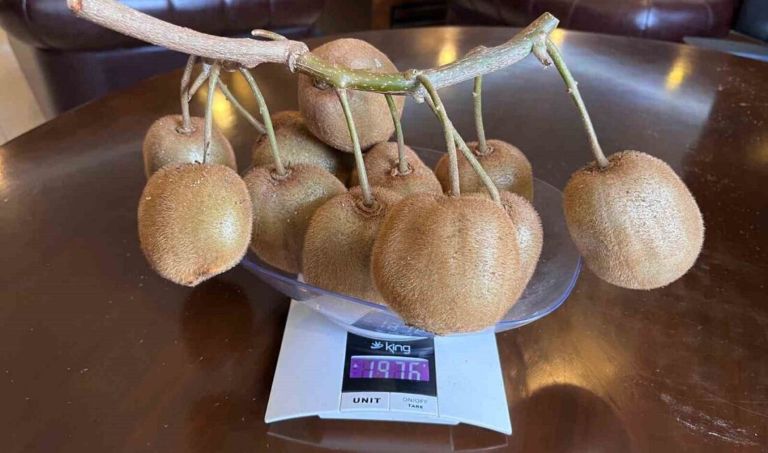 Samsun’da Kadir Engin, Noter Onayı ile 180 Gramlık Kivisini Tescil Ettirdi Samsun Çarşamba Ovası'nda kivi üretimi yapan Kadir Engin, 180 gramlık