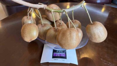 Samsun Çarşamba Ovası'nda kivi üretimi yapan Kadir Engin, 180 gramlık