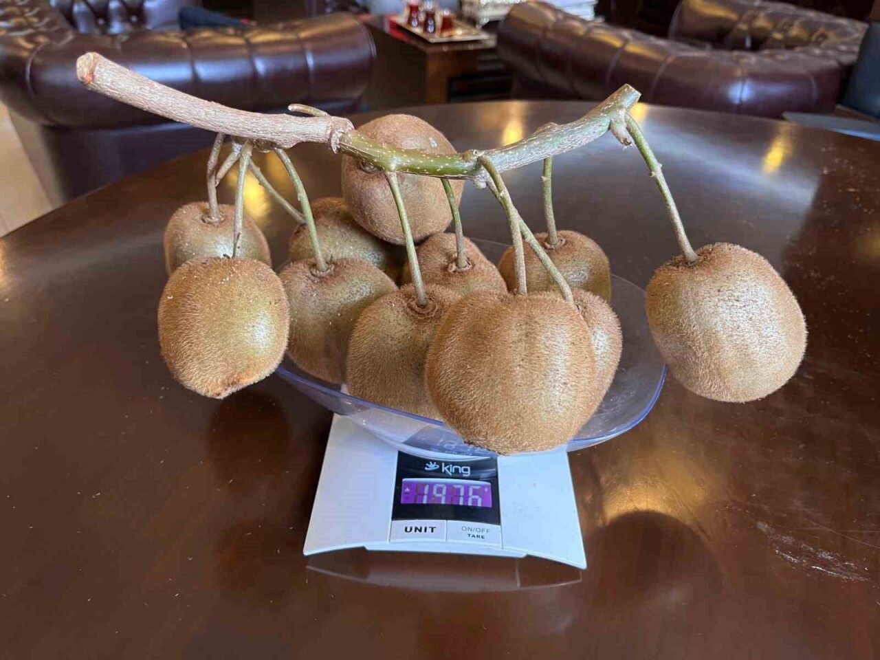 Samsun’da Kadir Engin, Noter Onayı ile 180 Gramlık Kivisini Tescil Ettirdi