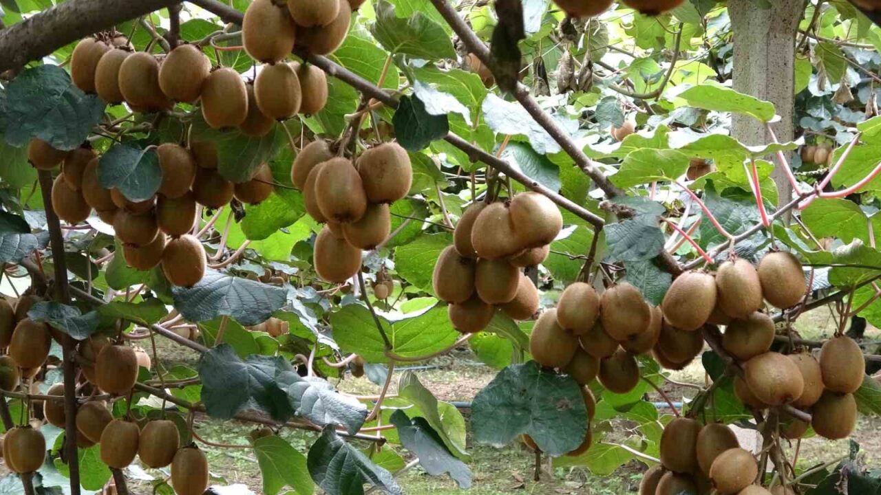 Çarşamba’da Kivi Hasadı Başladı: Üreticiler Değer Artışından Memnun