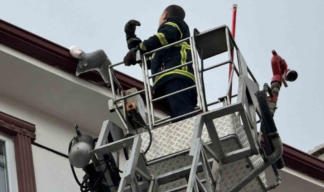 Edirne’de Çatıya Sıkışan Martı, İtfaiye Ekiplerince Kurtarıldı Edirne'nin Abdurrahman Mahallesi'nde bir apartmanın çatısında sıkışan martıyı gören vatandaşlar,