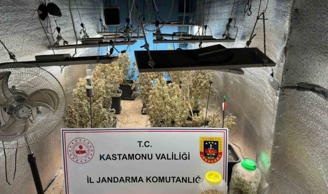 Kastamonu’nun Daday ve Araç ilçelerinde kenevir yetiştiren 5 kişi, jandarma